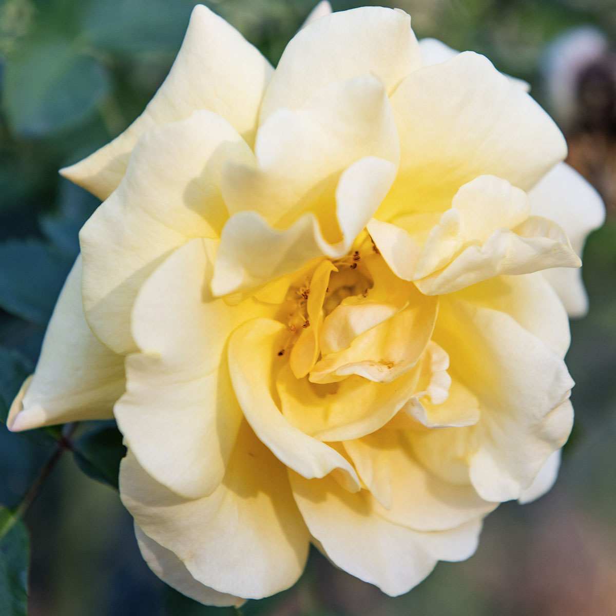 Strowd Roses Celebrates 25 Years - Strowd Roses